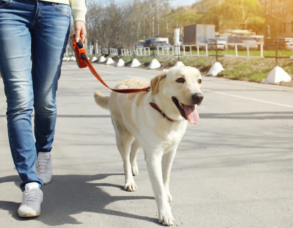 Dog walking on a short leash beside its owner on a city street
