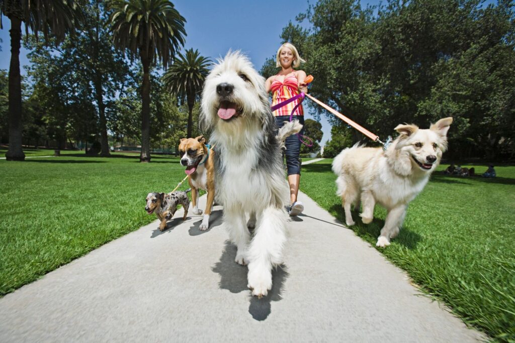 Woman walking several leashed dogs along a park path