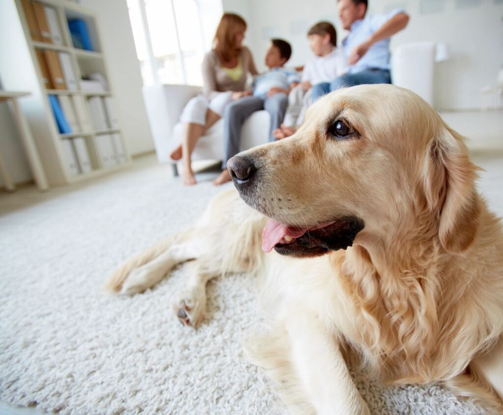 Golden retriever resting on the floor of a bright living room